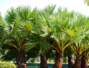 Palm Tree Cleaning Company Sydney