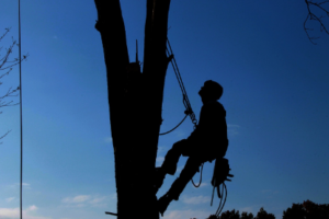 BlackStumpTreeServices tree lopper Adelaide Hills