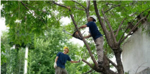 arborist Adelaide Hills