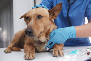 IVDD in Dogs Treatment