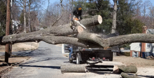 emergency tree removal
